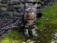 Laurent SERGEANT - Drone inspir